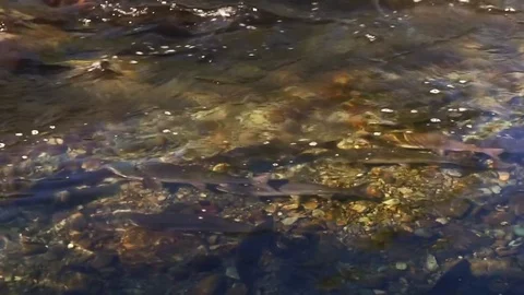 Salmon in the river goes to spawn Video stock 79816728