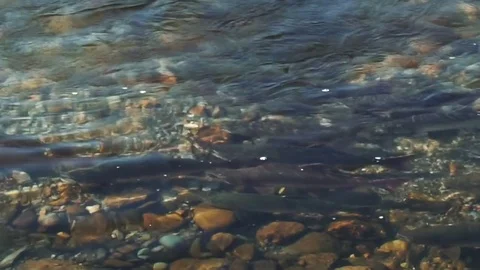Salmon in the river goes to spawn  Stock Footage 79816763