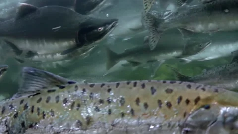 Salmon River Migration During Autumn in Pacific Northwest Stock Footage 340435527