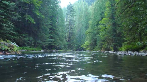 Salmon River Wilderness Forest Stock Footage 27244798
