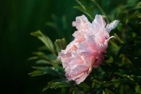 Salmon robust peony flower in the soft sunlight Stock Photos