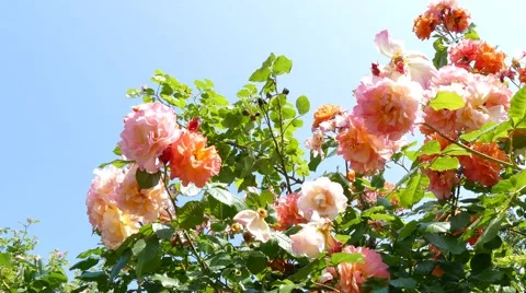 Salmon roses Stock Footage 51385975