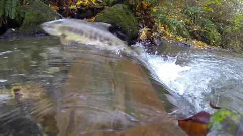 Salmon Run Stock Footage 33829578