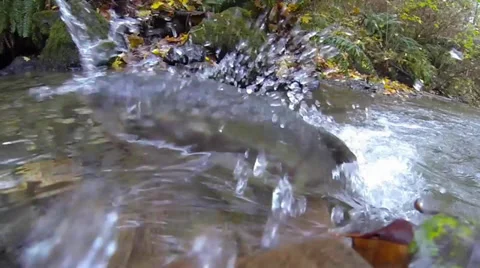 Salmon Run Stock Footage 33831395
