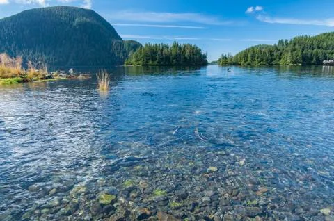 Salmon run Stock Photos