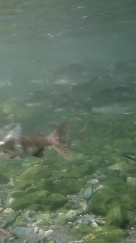 Salmon run through pacific northwest river during spawning season Stock Footage 334922091