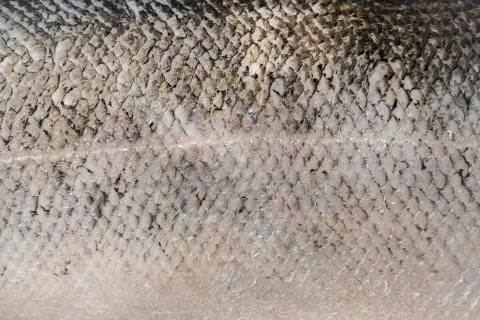 Salmon scale texture. Macro view Stock Photos