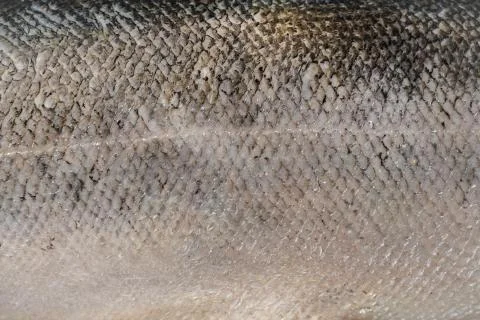 Salmon scale texture. Macro view Stock Photos