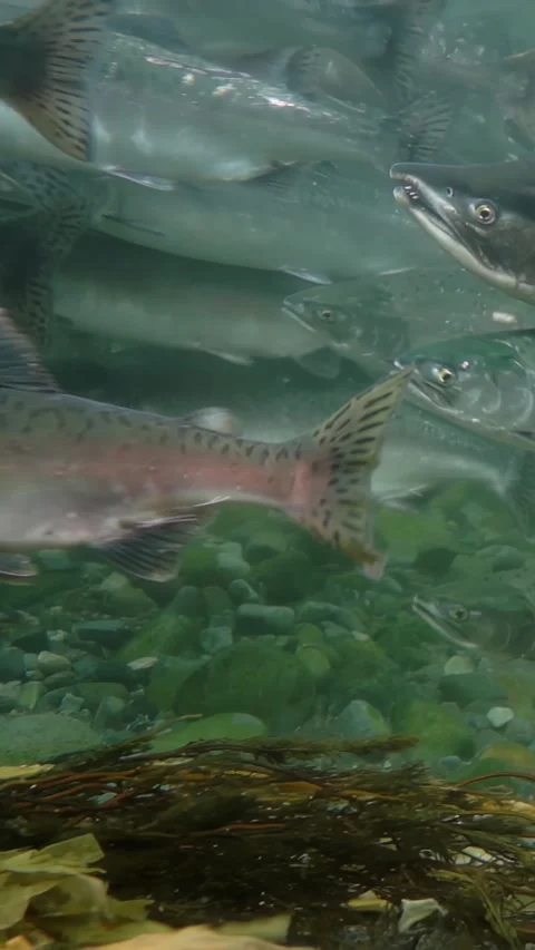 Salmon school dances Through Rocky river bed in Alaska Stock Footage 318215859