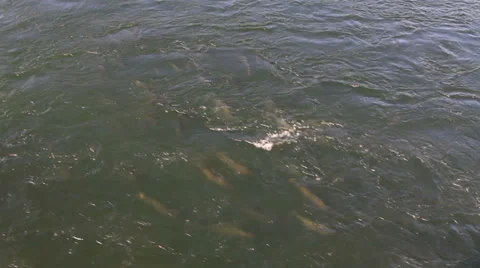 Salmon School Sequence Stock Footage 32055497