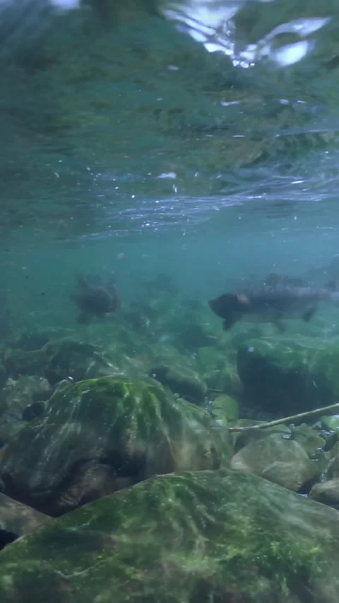 Salmon school swim through crystal River, Summer Stock Footage 334921628