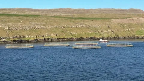 Salmon sea cages float on a calm fjord beneath grassy basalt cliffs in the Faroe Stock Footage 310948016