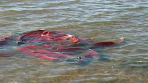 Salmon at sea Stock Footage 9026955