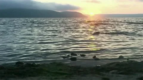 Salmon in the sea at night Stock Footage 9118248