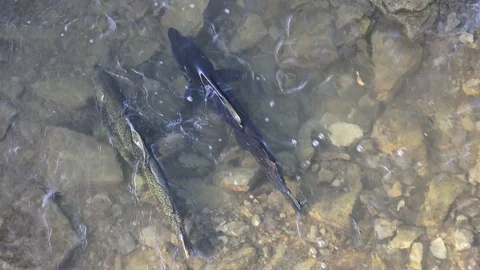 Salmon on shallow river migrating upstream to lay their eggs on gravel beds Stock Footage 117233288