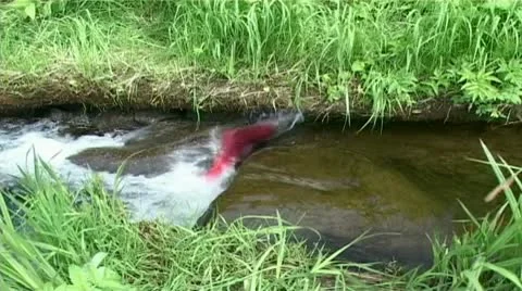 Salmon in the shallows Stock Footage 9026969