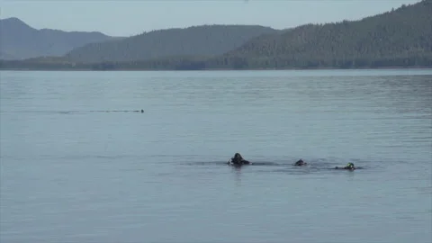 Salmon Shark approaches divers Stock Footage 232903374