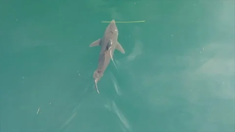 Salmon Shark Drone 1 4k Stock Footage 232903643