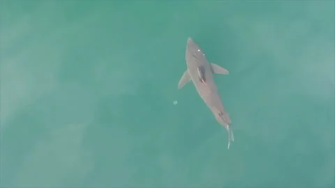 Salmon Shark Drone 2 4k Video stock 232904068