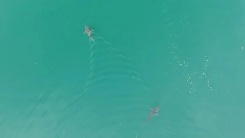 Salmon Shark Drone 4 4k Video stock 232904005