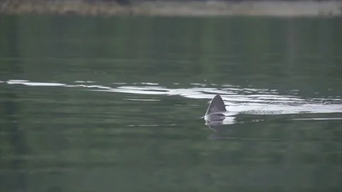 Salmon Shark Fin 1 1080p 240fps Video stock 232904853
