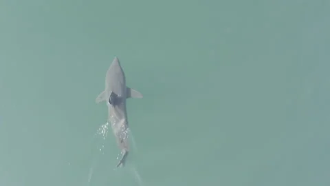 Salmon Shark overhead 4K Video stock 232909007