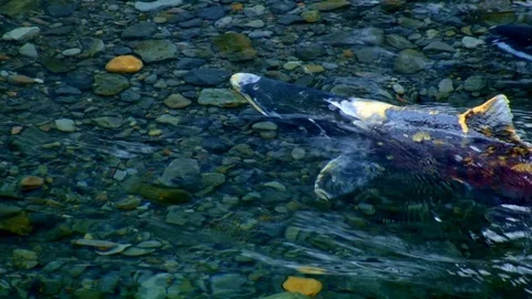 Salmon spawn fight oregon stream water river Stock Footage 82007142