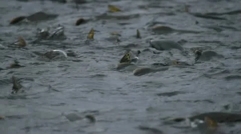 Salmon spawn P HD 7455 Stock Footage 11148681