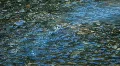 Salmon spawn in river P HD 0242 HD Footage