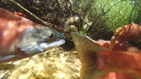 Salmon spawn upstream Stock Footage 69893263