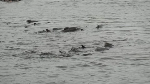 Salmon Spawning Activity in the American River Stock-Footage 320575769