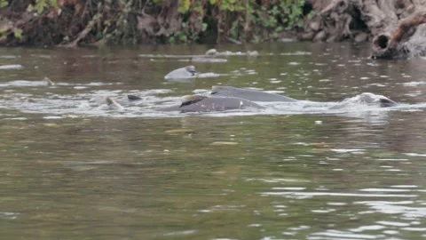 Salmon spawning in the American River Stock Footage 332620686