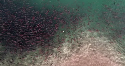 Salmon Spawning in Clear River Water Aerial Drone Shot Slow Motion 4k 스톡 동영상 338266322