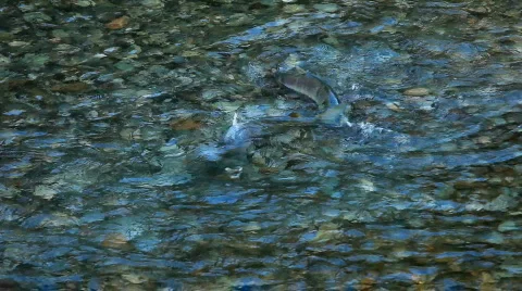 Salmon spawning creek P HD 0241 Stock Footage