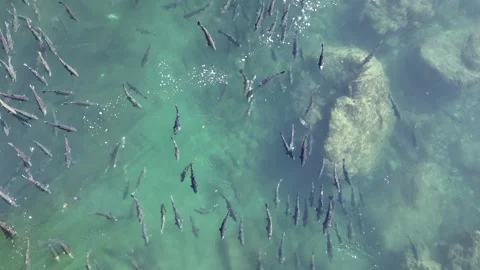 Salmon Spawning:  Drone Vital Aquatic Phenomenon in a Blue-Green Stream Stock Footage 252860546