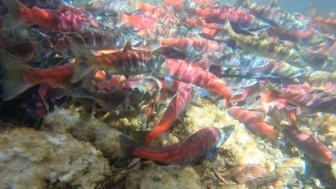 Salmon Spawning in a large group Stock Footage 118567000