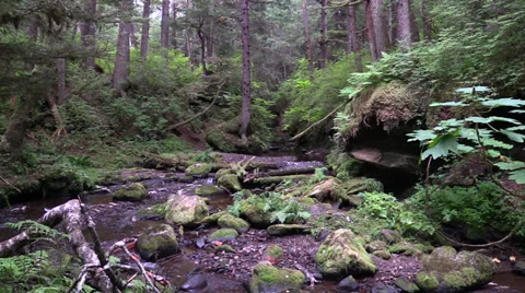 Salmon spawning, low water Stock Footage 27758911