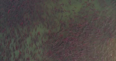 Salmon Spawning Migration Aerial Drone View 4k Natural River Ecosystem 스톡 동영상 338266307
