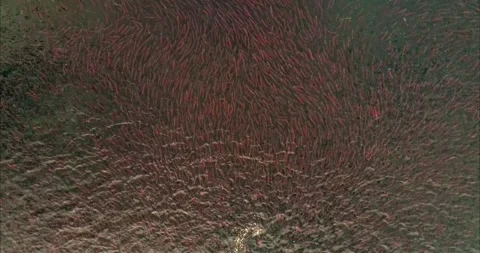 Salmon Spawning Migration Aerial Drone View in Kamchatka River 4k Video 스톡 동영상 338266338