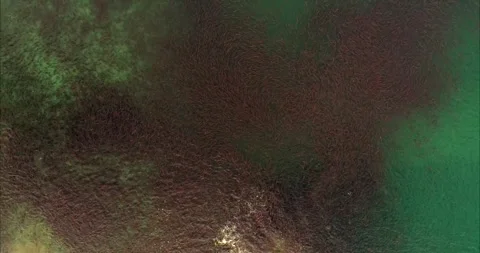 Salmon Spawning Migration Aerial Drone View in Clear River Water 4k 스톡 동영상 338266349