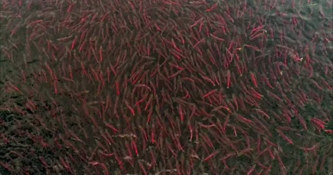 Salmon Spawning Migration Aerial View in Crystal Clear Kamchatka River 4k 스톡 동영상 338266357
