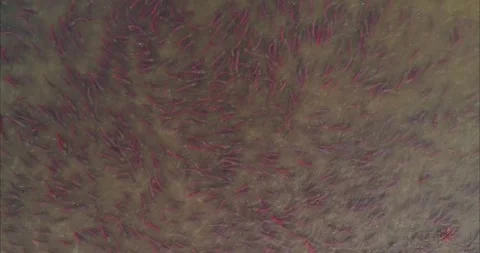 Salmon Spawning Migration Aerial View in Kamchatka River 4k Drone Shot 스톡 동영상 338266371