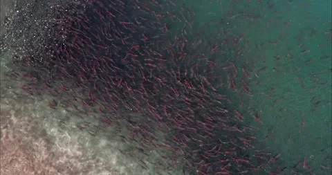 Salmon Spawning Migration in Kamchatka River Aerial Drone Shot 4k Video 스톡 동영상 338266343