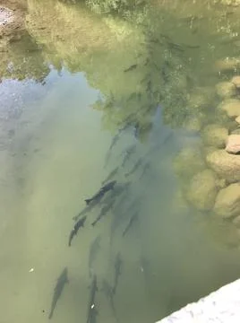 Salmon spawning. Stock Photos