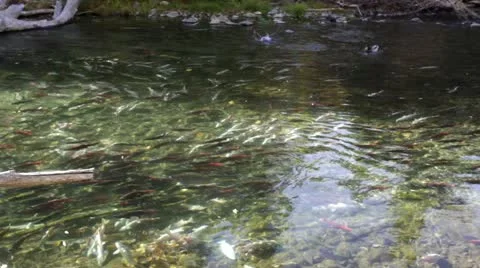Salmon Spawning Pool Stock Footage 21691040