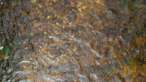 Salmon Spawning On A Redd, Vertical View From Drone 6ft Above Water Stock Footage 220037064