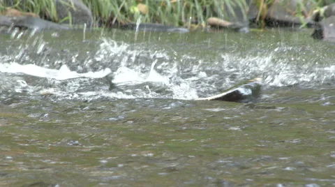 Salmon Spawning in River Video stock 55646771