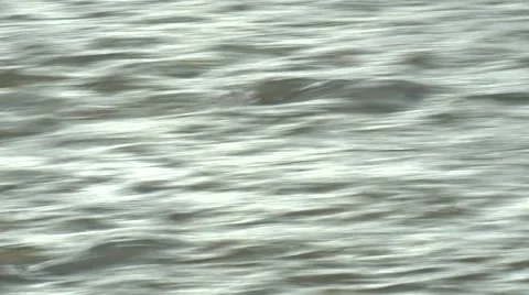 Salmon spawning run close up Stock Footage 52817038