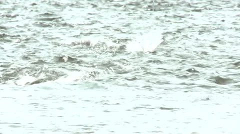 Salmon spawning run Stock Footage 52817097