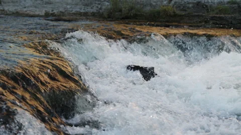 Salmon Spawning Run in River Rapids in Slow Motion Stock Footage 336205319